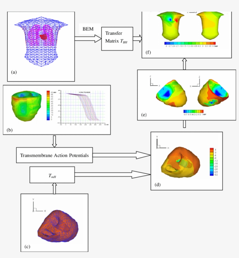 The Realistic Heart-torso Model, (b) The Normal Action - Plasma, transparent png download