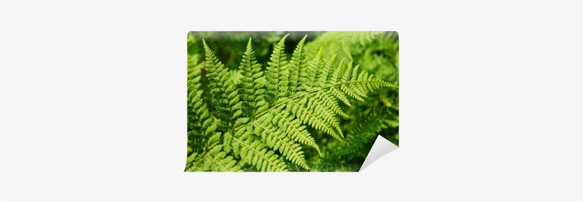 Ostrich Fern, transparent png download