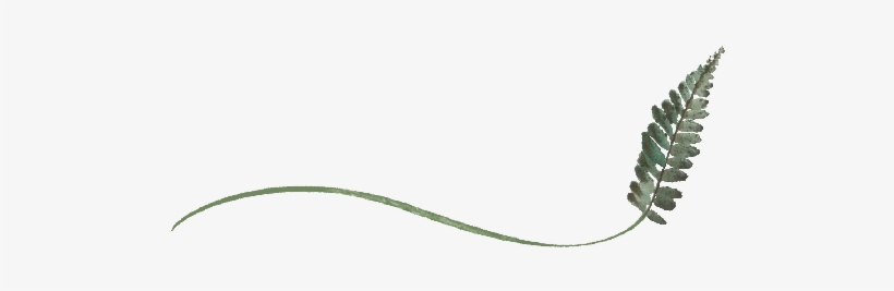 Spring Flowers, Autumn Leaves, Grapes Wispy Fern Leaf - Grape, transparent png download