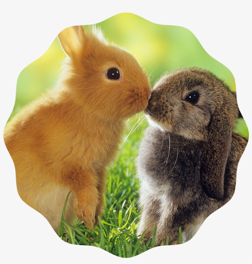 Rabbits - Rabbit Information PNG Image | Transparent PNG Free Download ...