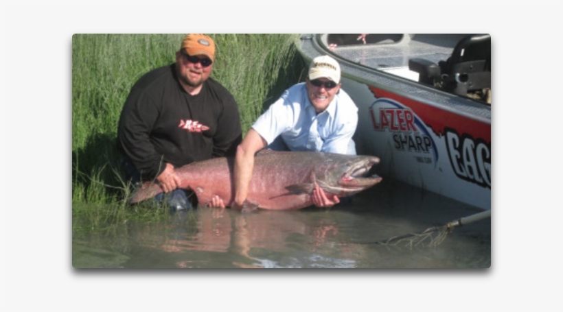 World Record King Salmon, transparent png download