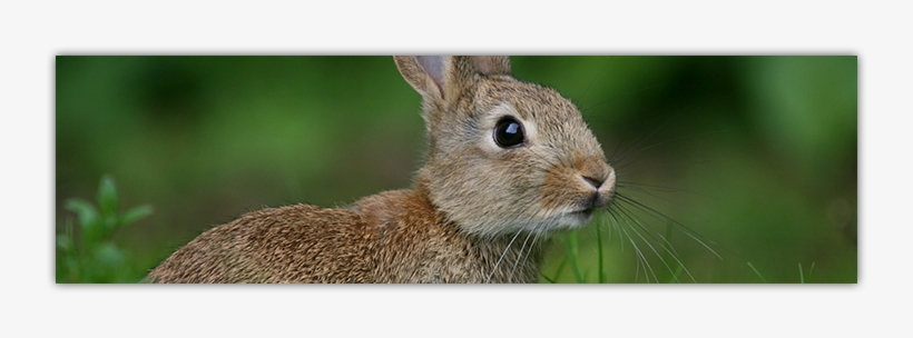 Wallpaper, transparent png download