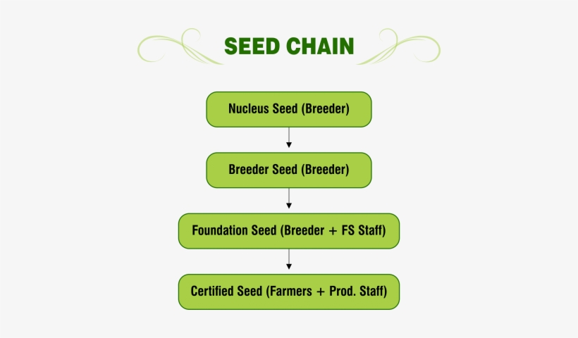 Seed Chain - Png - Portable Network Graphics, transparent png download
