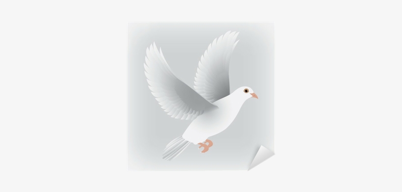 European Herring Gull, transparent png download