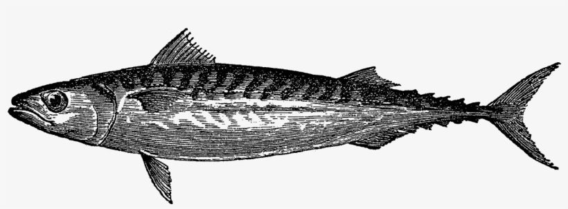 Digital Fish Artwork Download - Fishbar De Milan, transparent png download