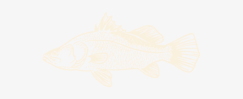 Labelling Scam - Barramundi - Marine Biology, transparent png download
