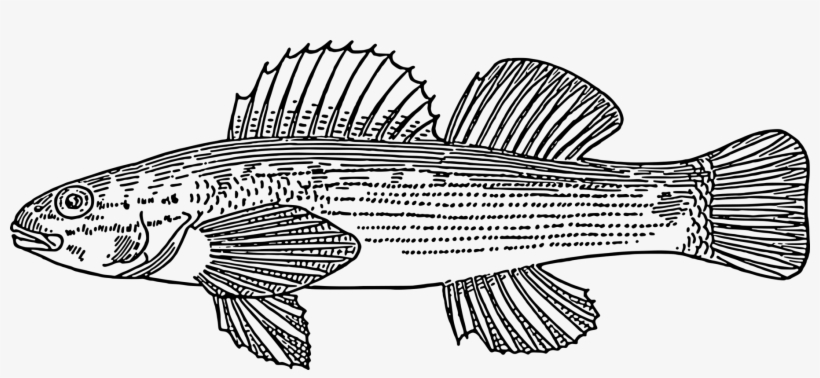 Fish Drawing Computer Icons Download - ปลา ลาย เส้น Png, transparent png download