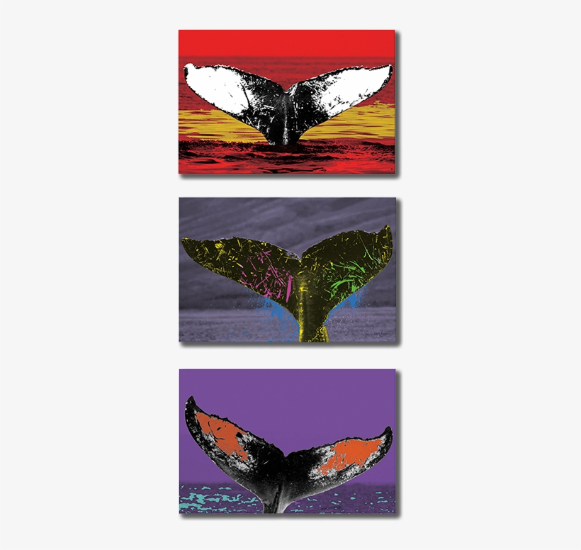 Whale Trust Maui & Chelsea Kohl Present - Art, transparent png download