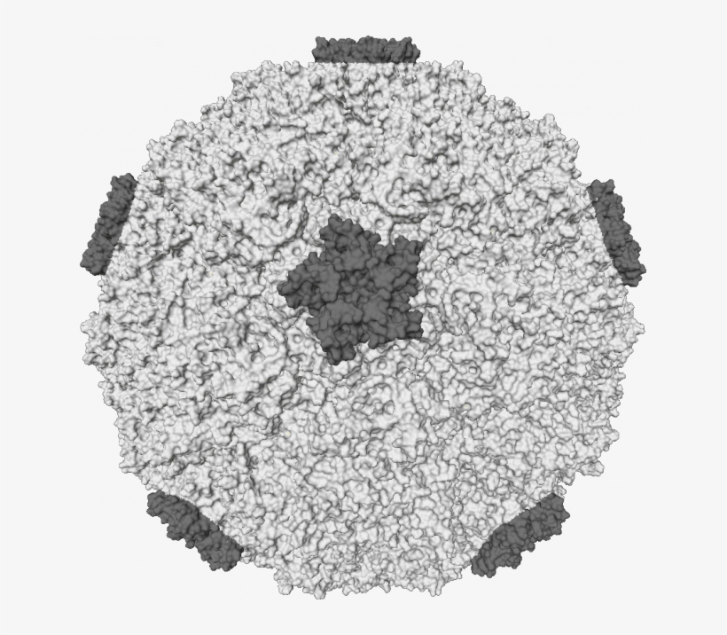 Rhino Virus, transparent png download