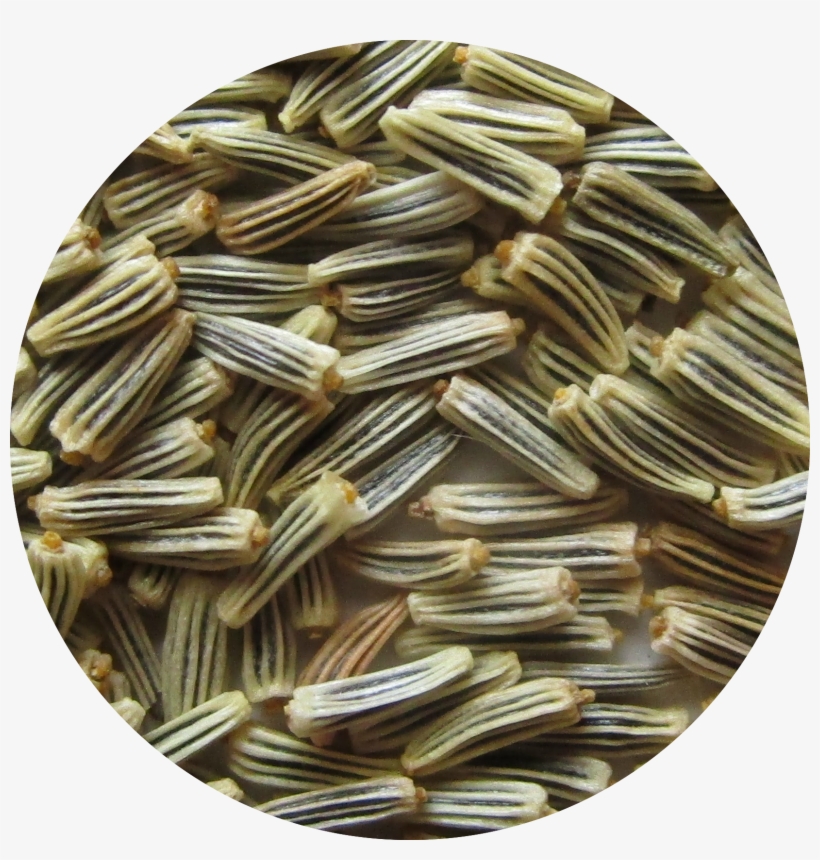 Close-up Photo Of Chrysanthemum Maximum, Alaska Seeds - Alaska, transparent png download