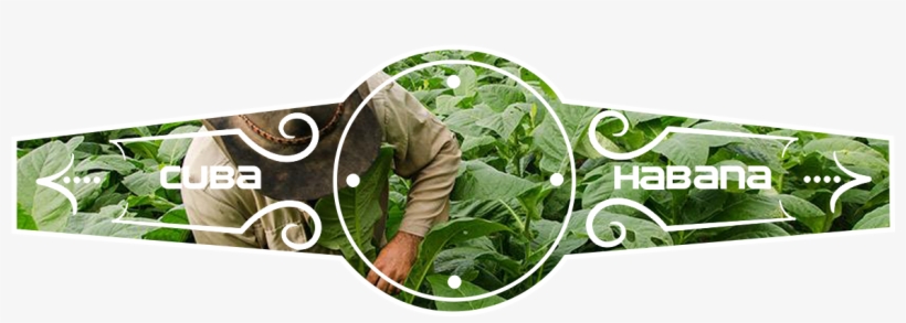 Don Gonzalez One Of Our Premiere Cigar Vendors, Now - Herbal, transparent png download