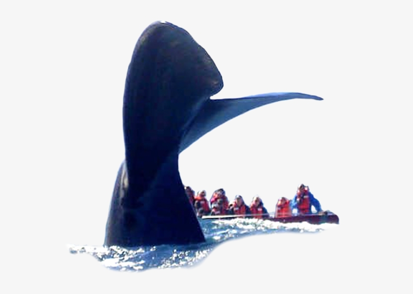 Book A Trip And Arrive 30 Minutes Prior To Departure - Whale, transparent png download