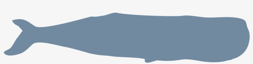 Sperm Whale 45 T / 40800 K, transparent png download