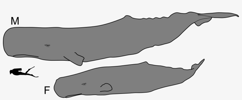 Open - Sperm Whale Male And Female, transparent png download