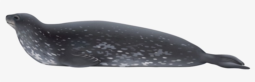 Weddell Seal - Throw Pillow, transparent png download