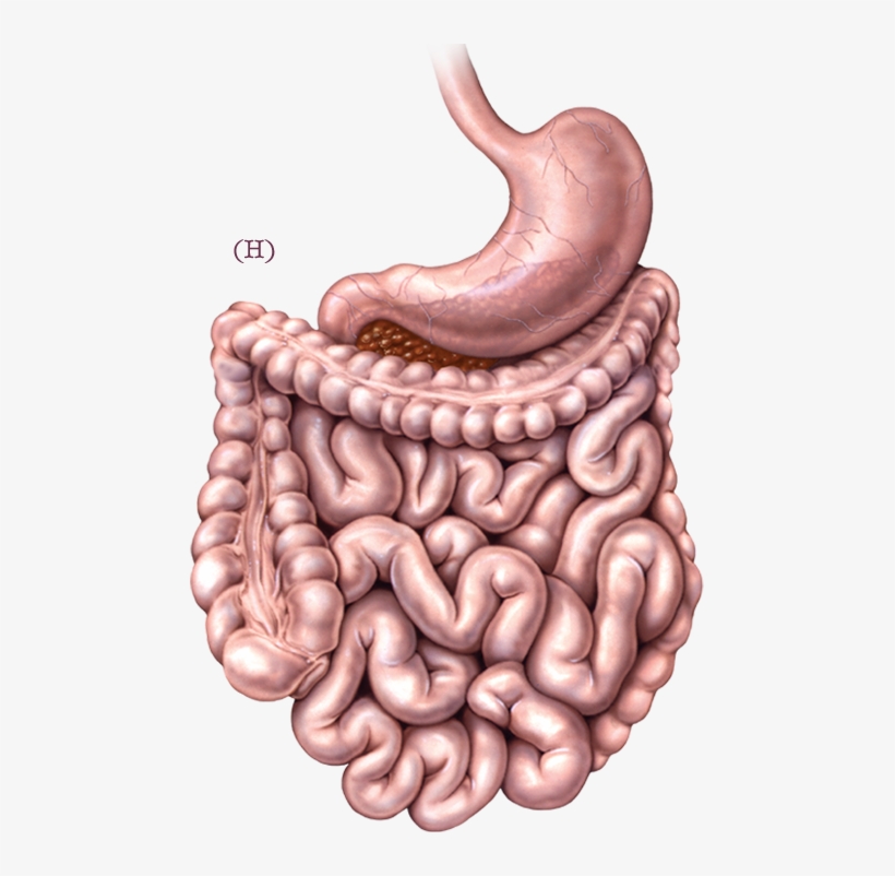 Iphone 5s Black Png - Intestines Illustration, transparent png download