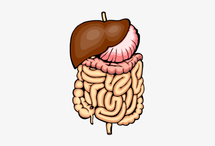 Intestines Cliparts - Digestion A Chemical Change, transparent png download