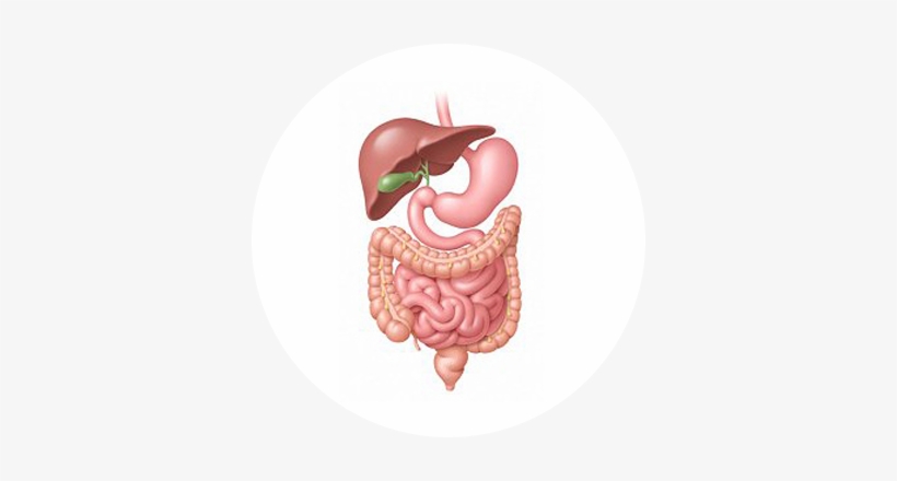 Irritable Bowel Syndrome - Symptom Of Gallbladder Polyp, transparent png download