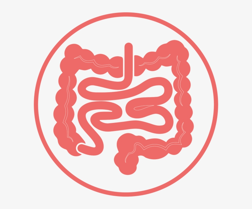 Gut Brain Love Axis, transparent png download