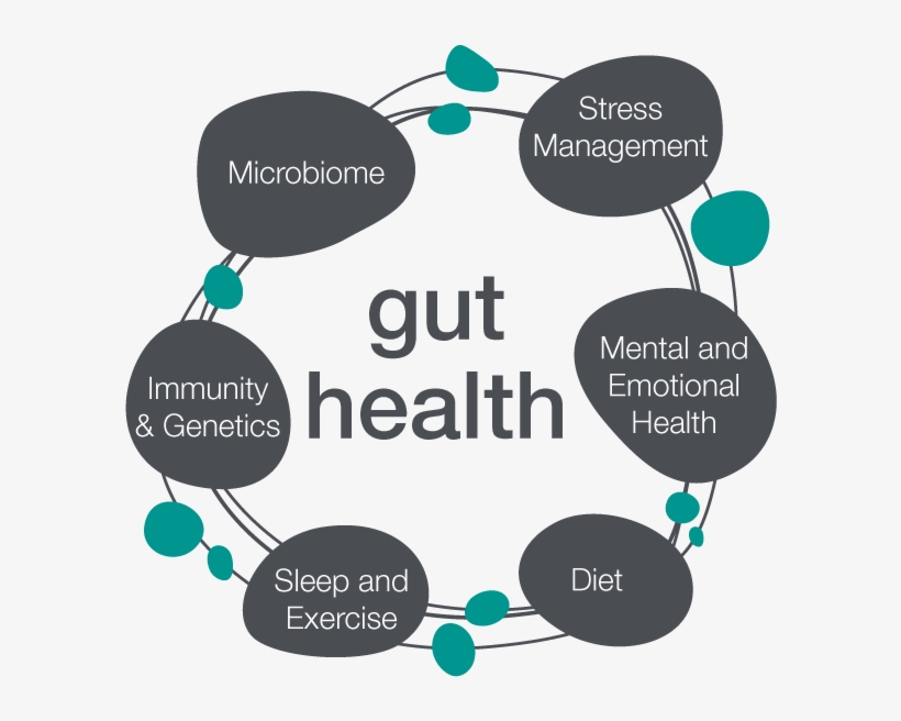 Contact Us To Make An Appointment - Gut Health Affects Sleep, transparent png download