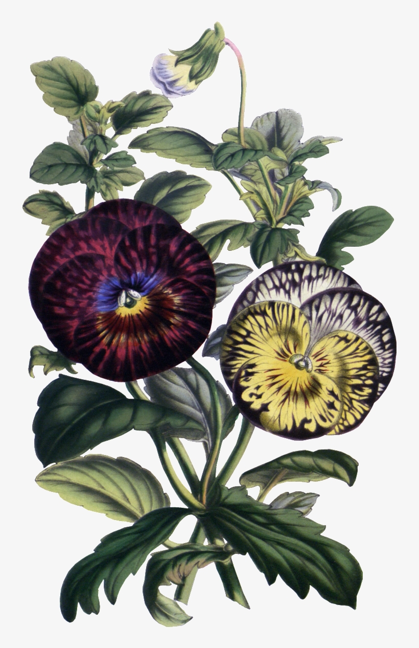 Hd Gorgeous Vintage Painted Flowers - Portable Network Graphics, transparent png download