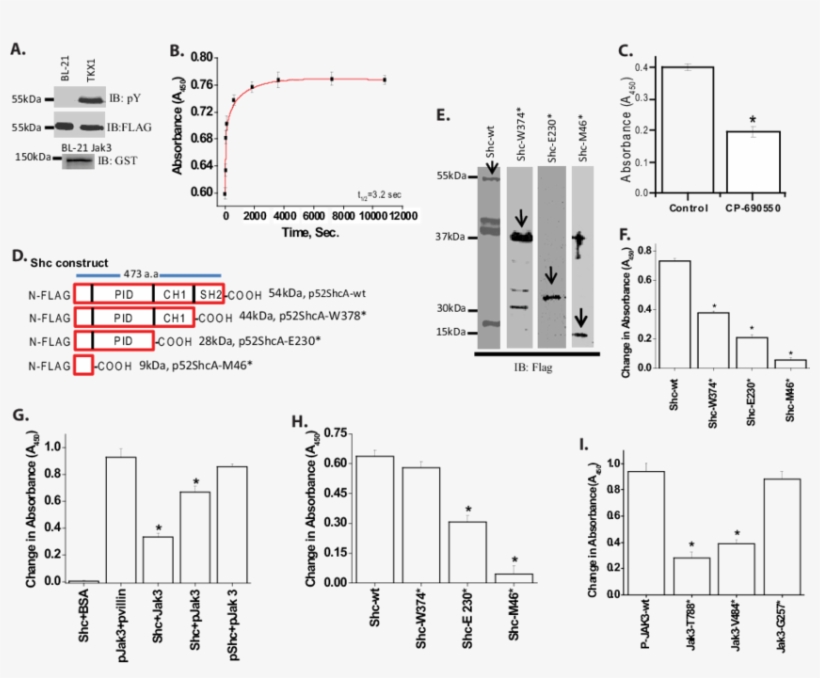 Recombinant Jak3 Trans-phosphorylates Adapter Proteins - Diagram, transparent png download
