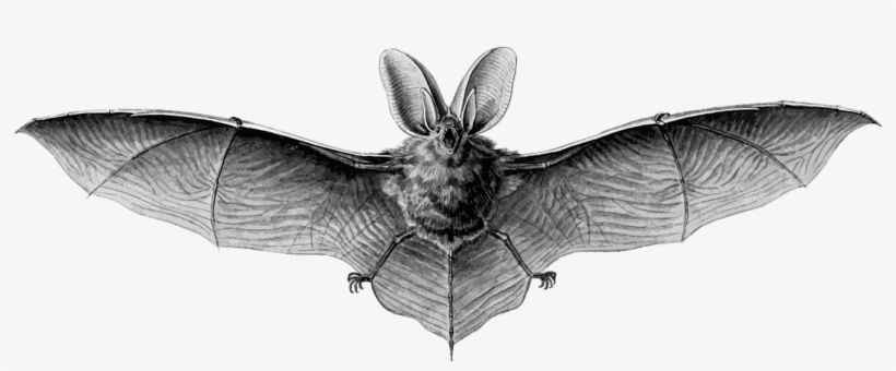 The Lacrosse Bat Tlameha - Mexican Free Tailed Bat Face, transparent png download