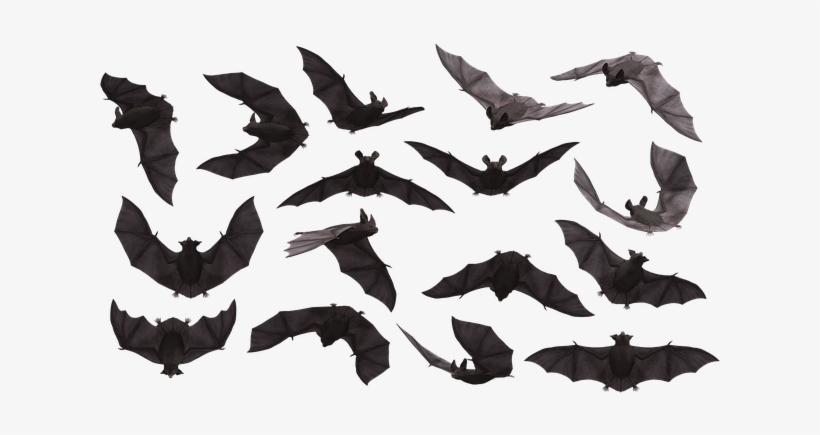 1 Bats, Bats, Bats - Bats Flying Png, transparent png download