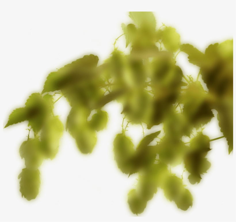 Hop Right Back Min - Tree, transparent png download