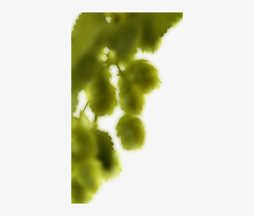 Beer Hop Left Min - Macro Photography, transparent png download