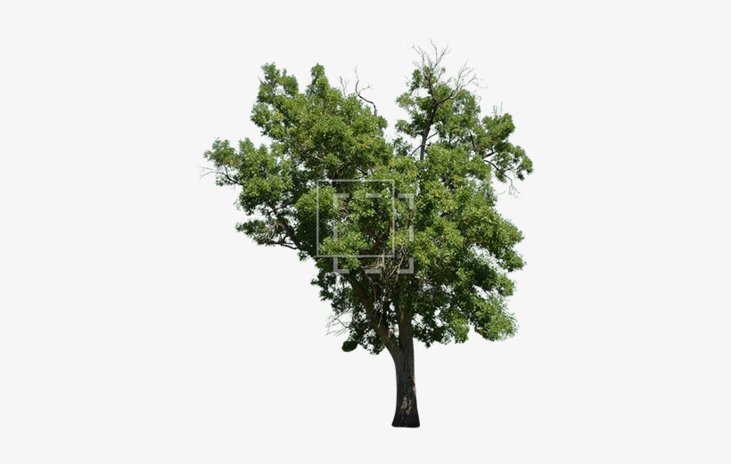 Parent Category - Laurus Nobilis Tree Png, transparent png download