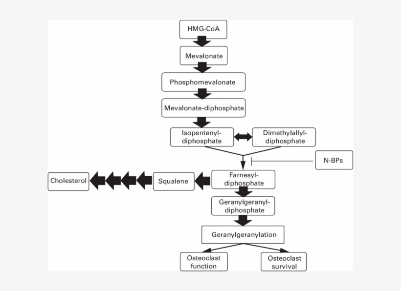 Of Osteoclast Function And Survival - Diagram, transparent png download