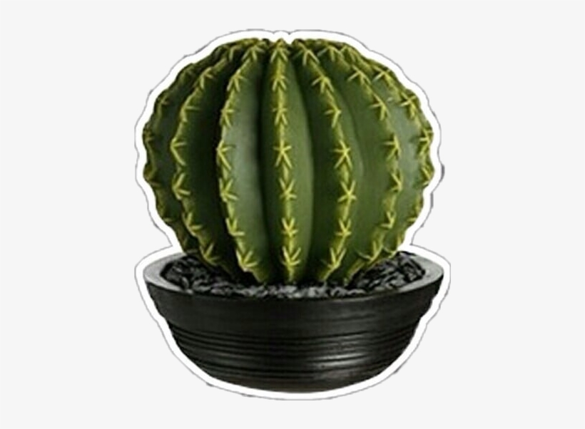 Cactus Png Edit Overlay Editingneed - Editing, transparent png download