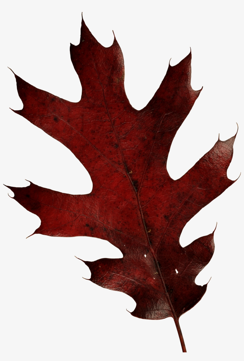 Free Png Autumn Leaves Png Images Transparent - Oak Leaf Transparent Background, transparent png download