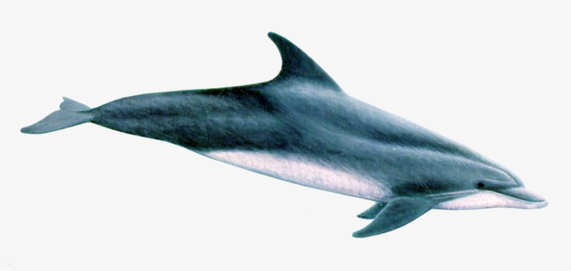 Clip Library Stock Dolphins - Bottlenose Dolphin, transparent png download