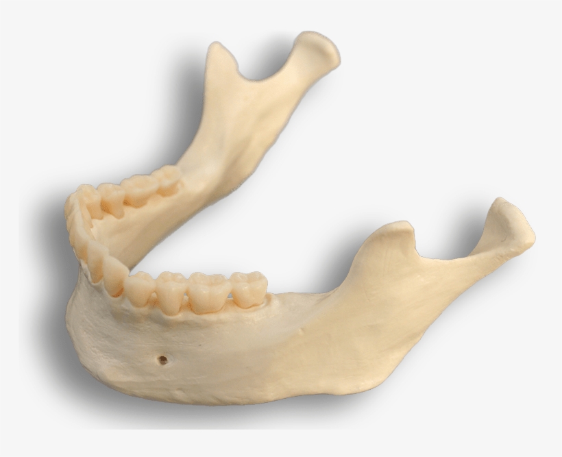 Bones - Mandible Bone, transparent png download