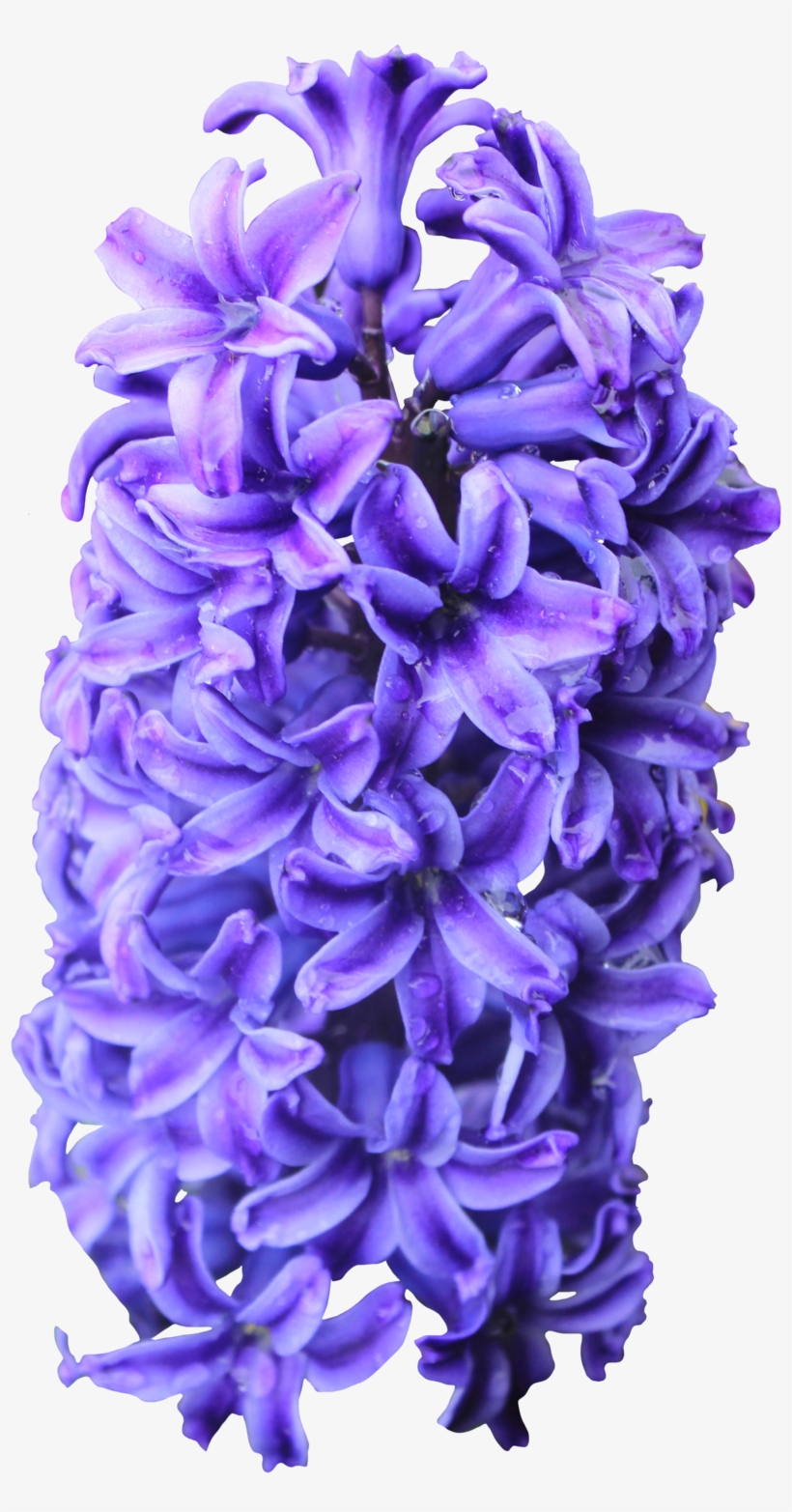 Picture Royalty Free High Definition Png Image For - Hyacinth, transparent png download