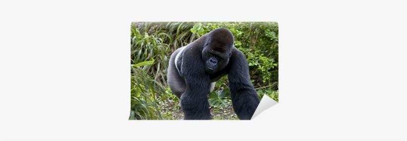 Bank, transparent png download