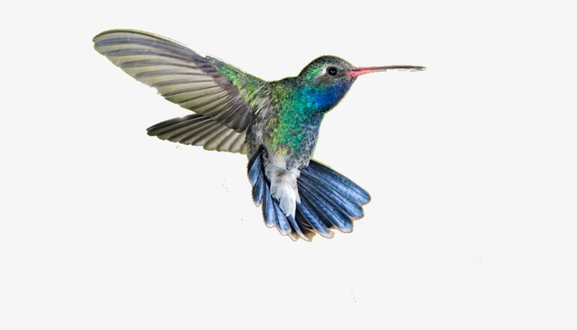 Hummingbird Png - Transparent Background Transparent Picture Of Hummingbird, transparent png download