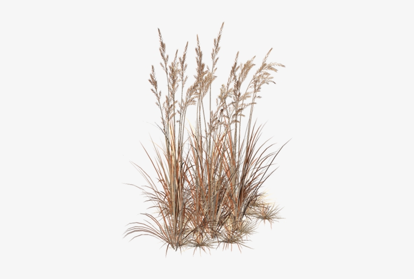 Marvelous Artworks • View Topic - Brown Grass Transparent, transparent png download