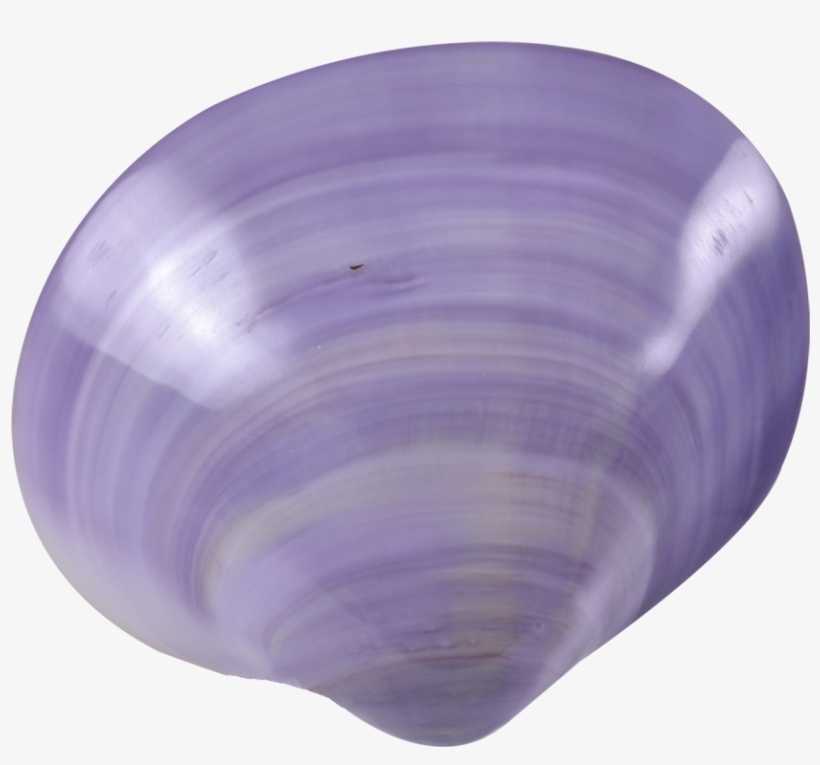 Clam Pair Polished Shells - Purple Clam Pair Polished Shells 3-3.5", transparent png download