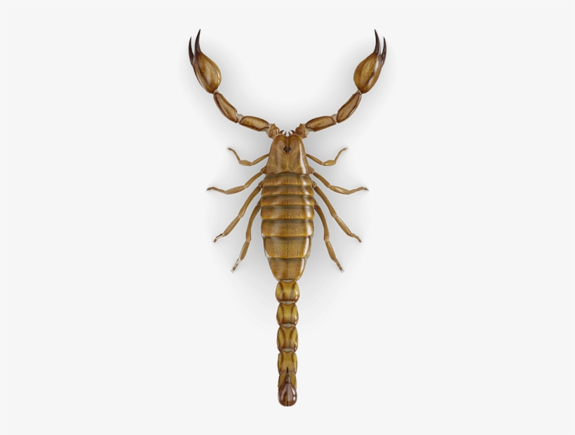 Scorpion, transparent png download