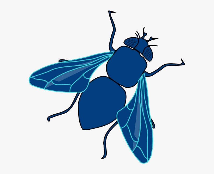 Fly Png Transparent Image - Blue Fly Clipart, transparent png download