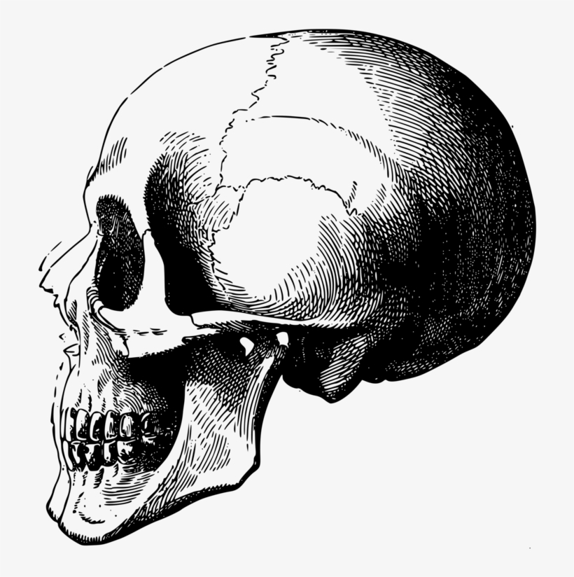 Skeleton Skull Bone Drawing Head - Skeleton Drawing Head, transparent png download