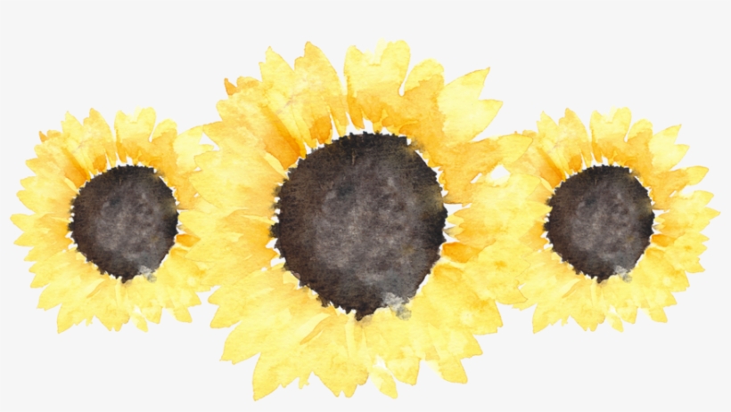 Sunflowers Png Transparent Tumblr - Hailey Rhode Baldwin, transparent png download