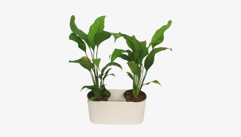 Florida Rectangle With Spathiphyllum & Mother Of Tear - Houseplant, transparent png download