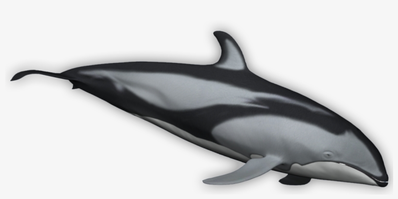 Pacific White Sided Dolphin - Common Bottlenose Dolphin, transparent png download