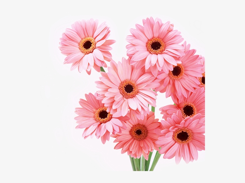 Instagram - Floresnaweb - Честит Рожден Ден На Жена, transparent png download