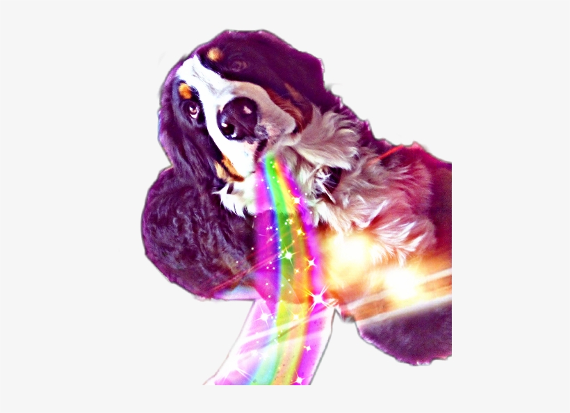 English Cocker Spaniel, transparent png download