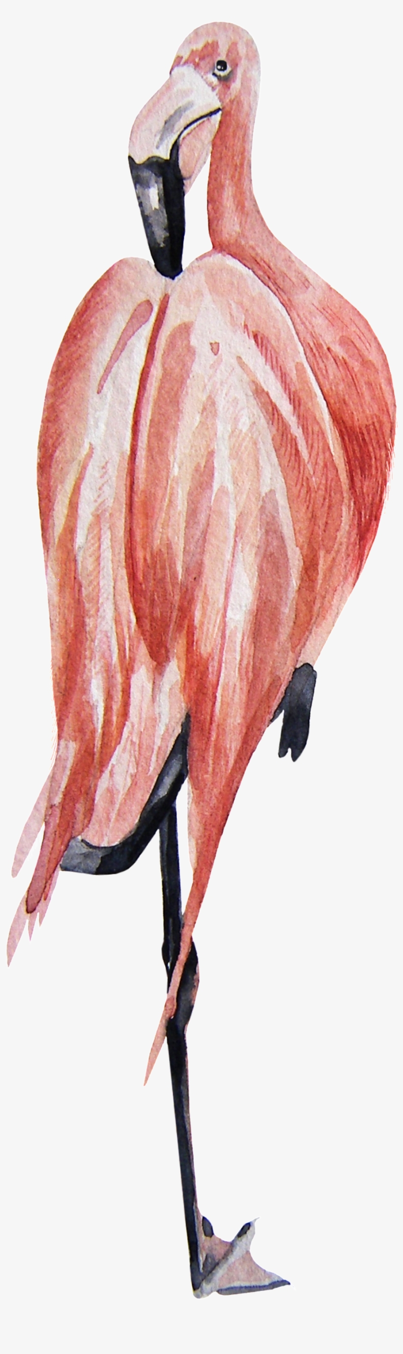 Flamingo Transparent Standing On One Foot - Portable Network Graphics, transparent png download